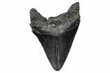 Fossil Megalodon Tooth - South Carolina #374238-1